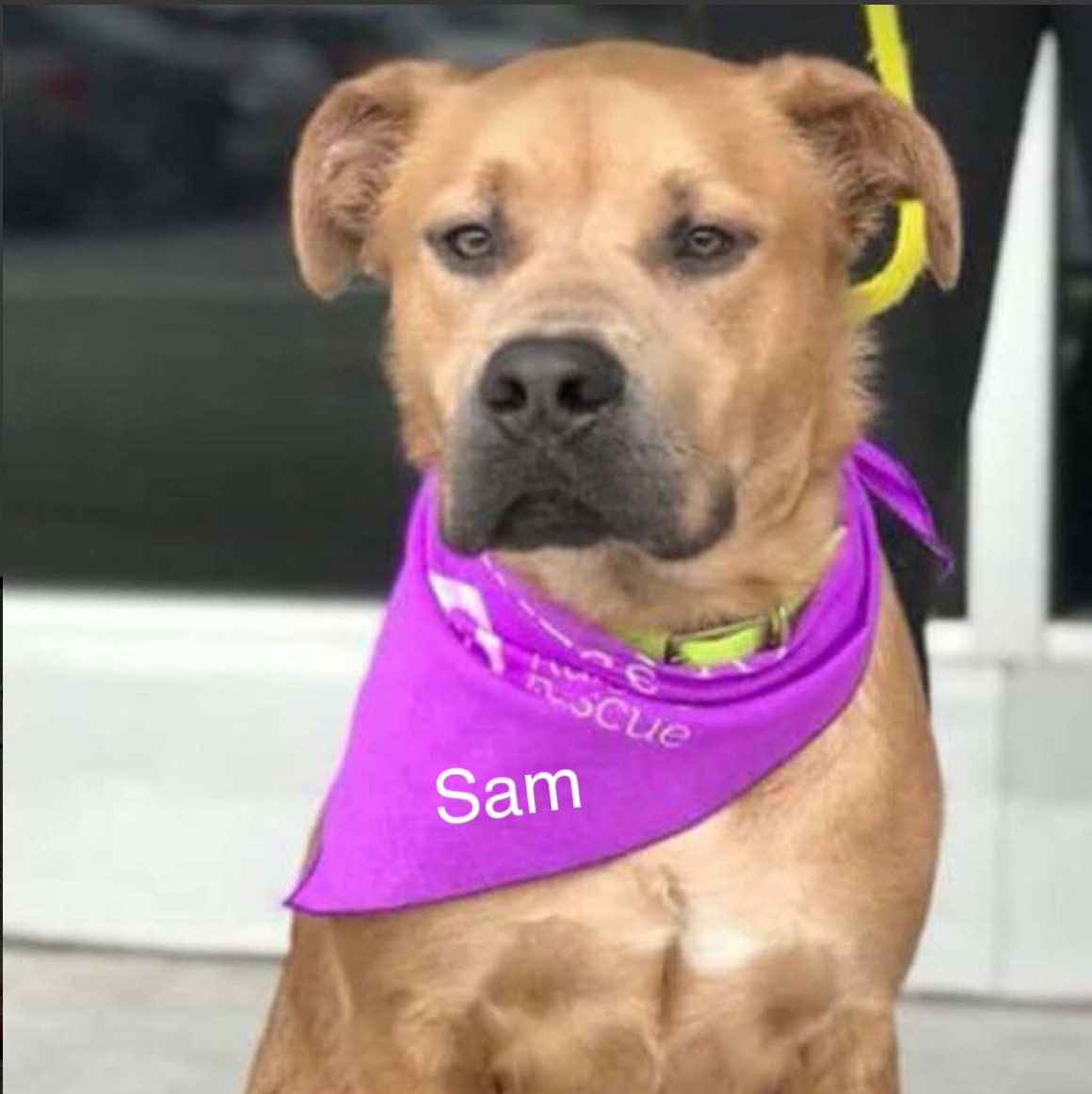 Home - Blount County Humane Society