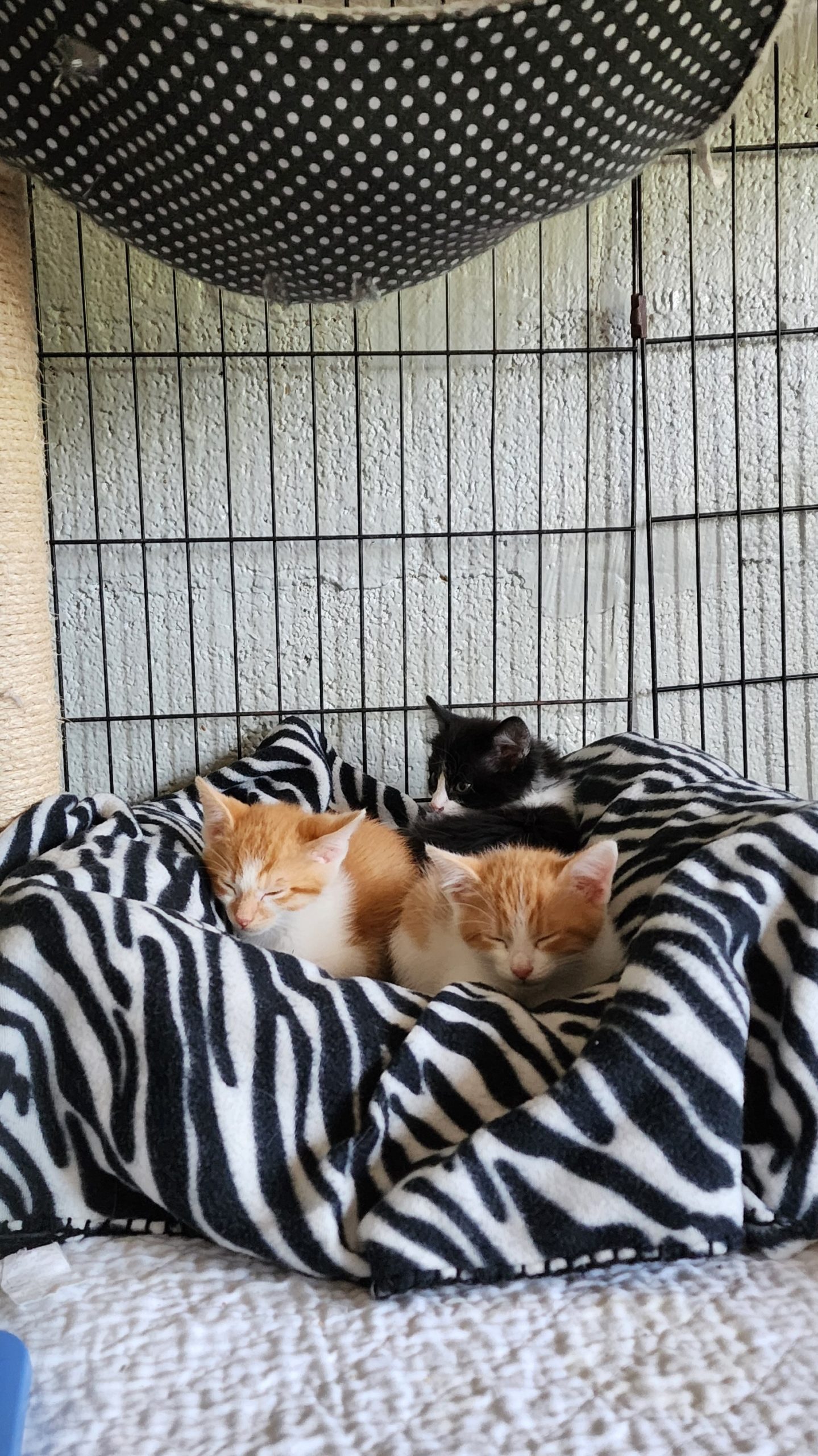 Three Male Kittens