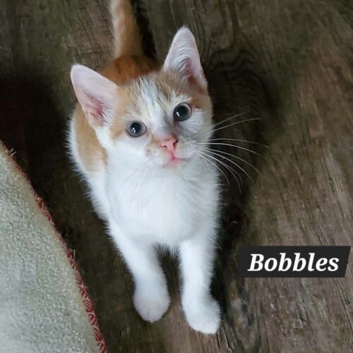 Bobbles