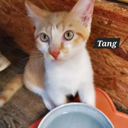 Tang