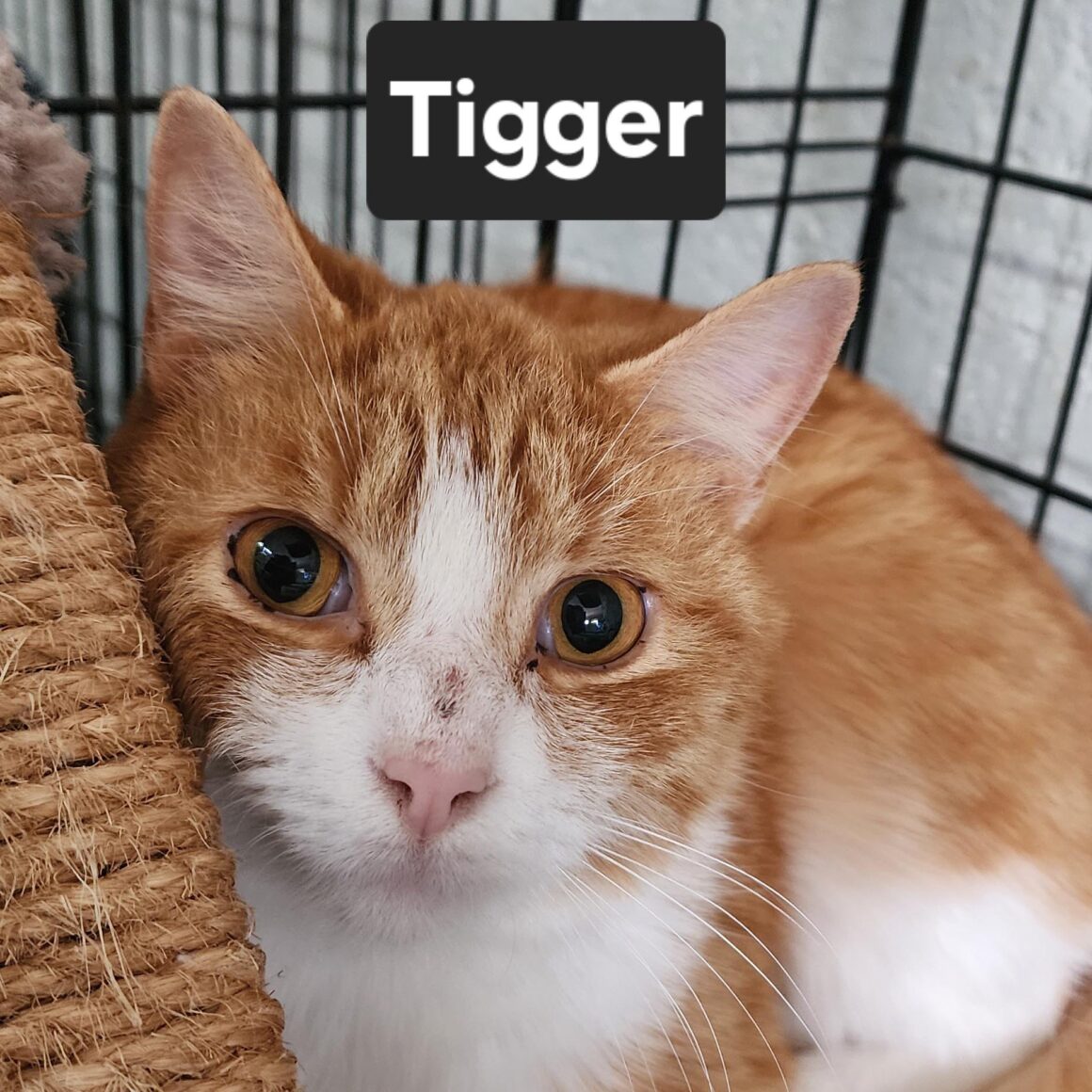 Tigger