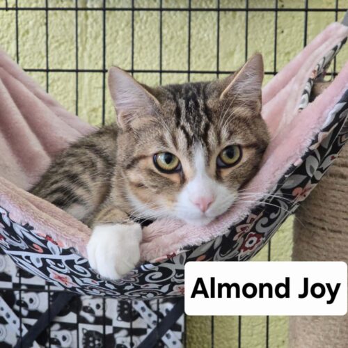 Almond Joy