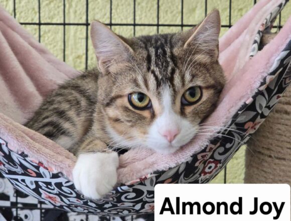 Almond Joy