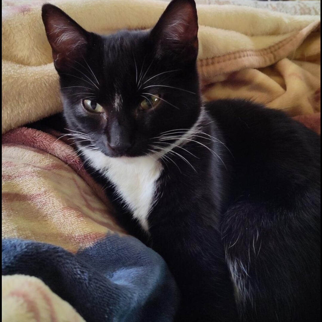Stella
