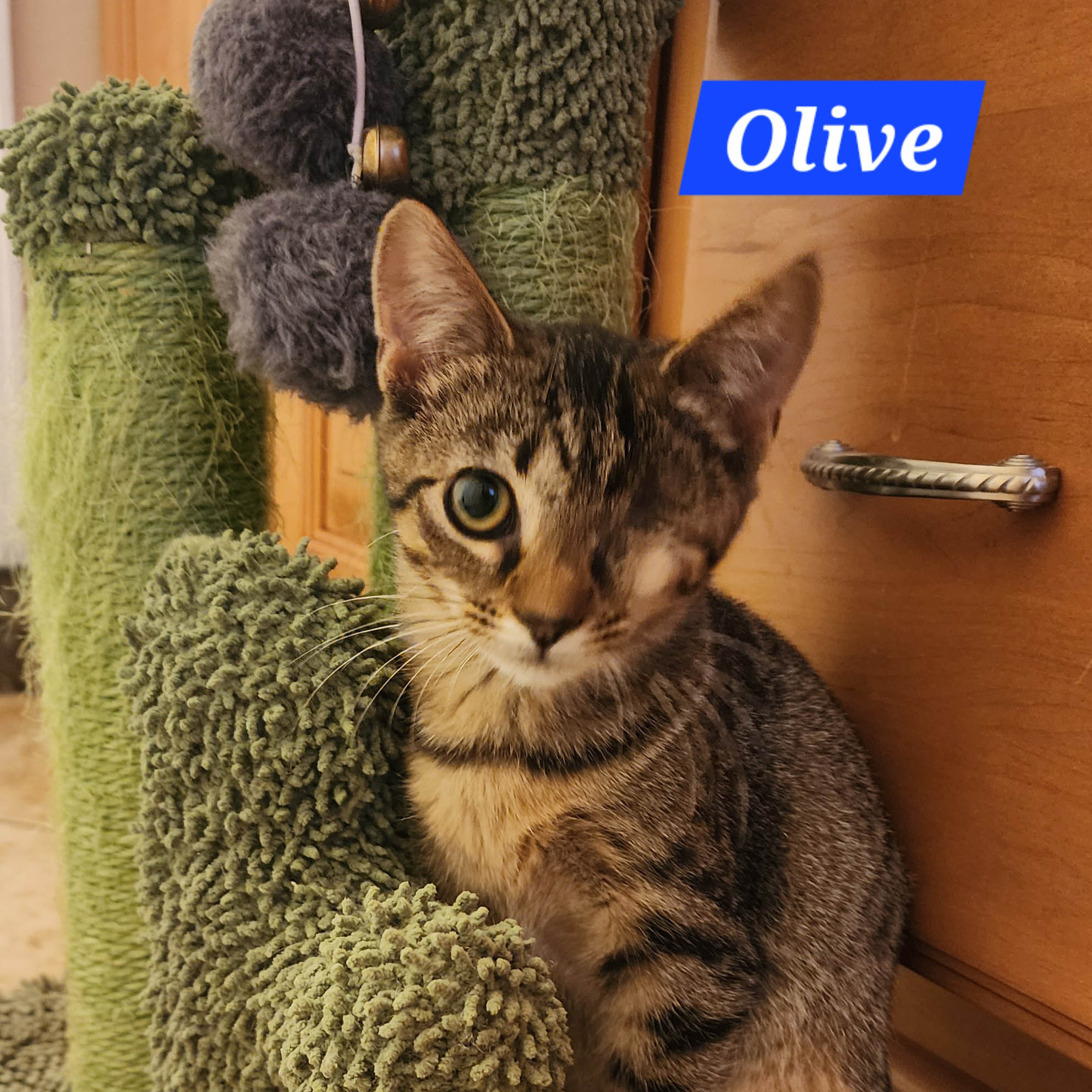 Olive