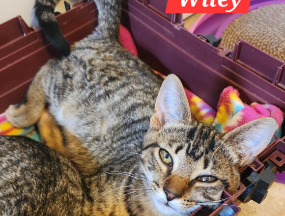 Wiley