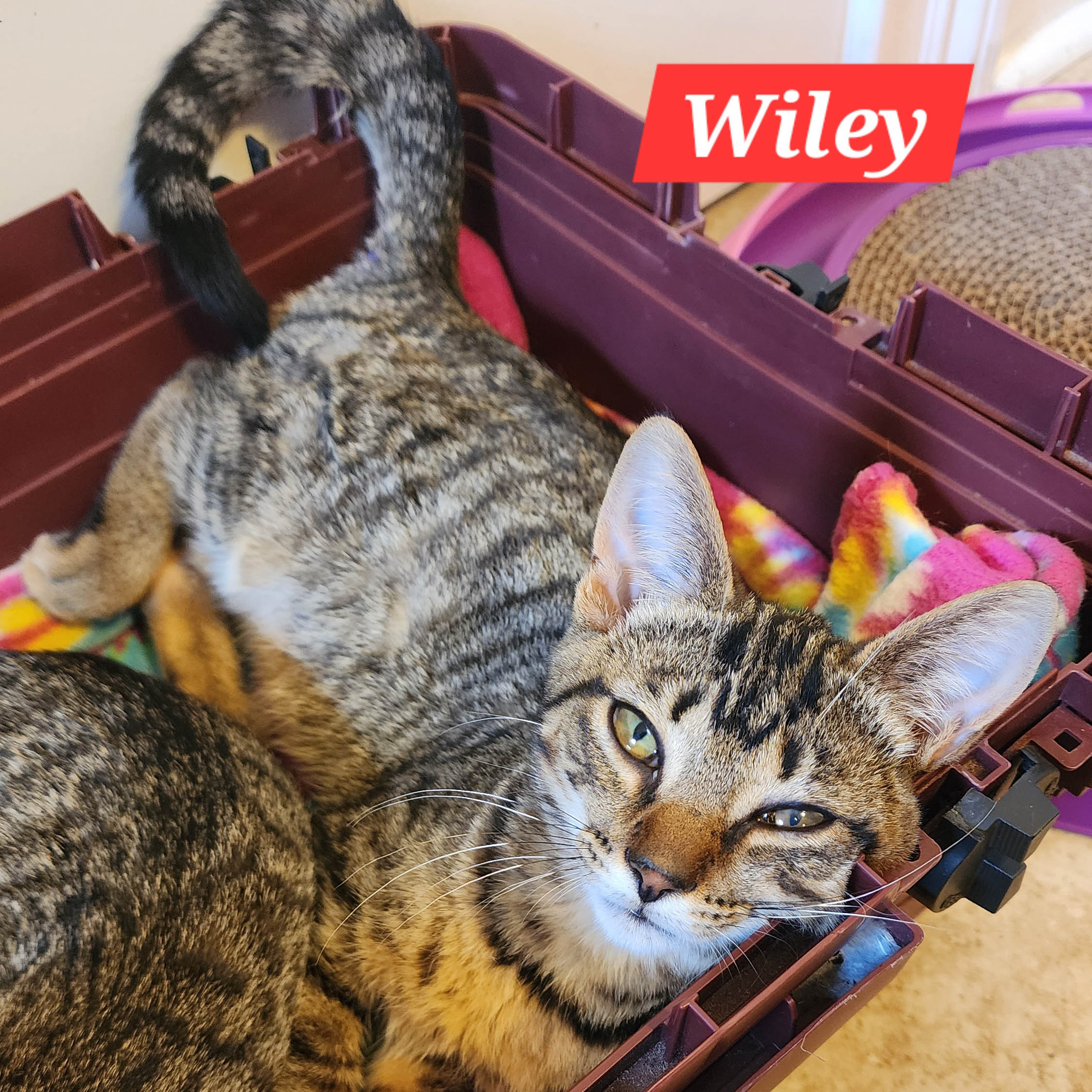 Wiley
