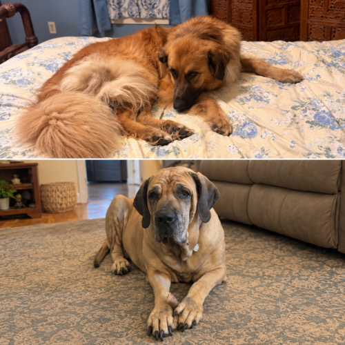 Maple and Cletus