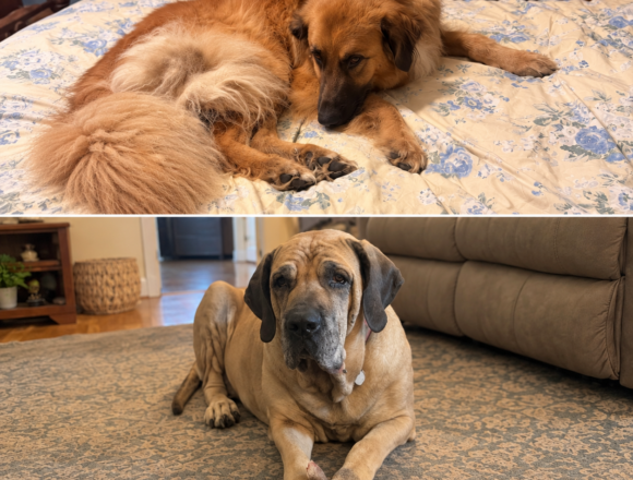 Maple and Cletus