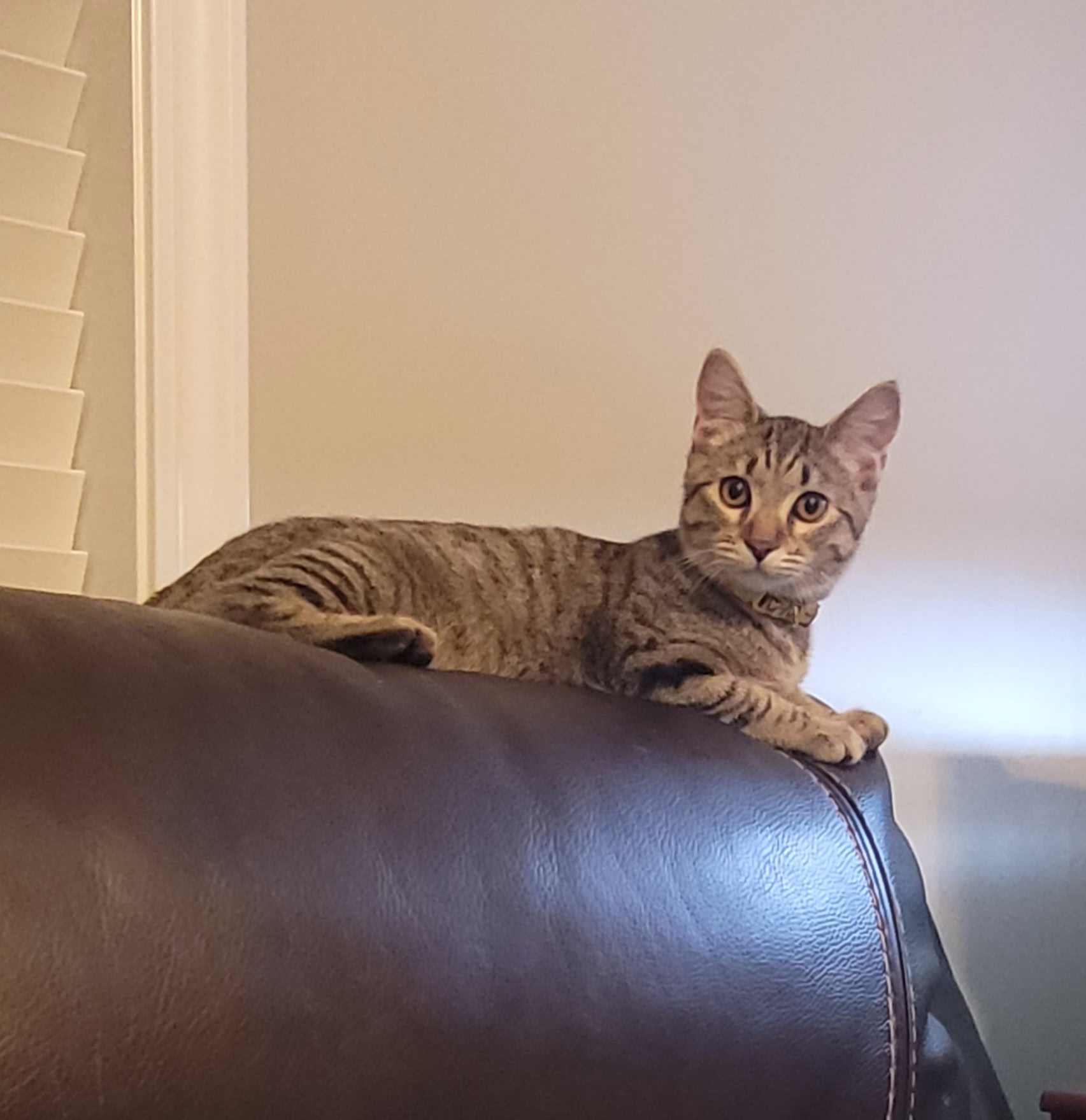 Simon, male tabby kitten — photo 2