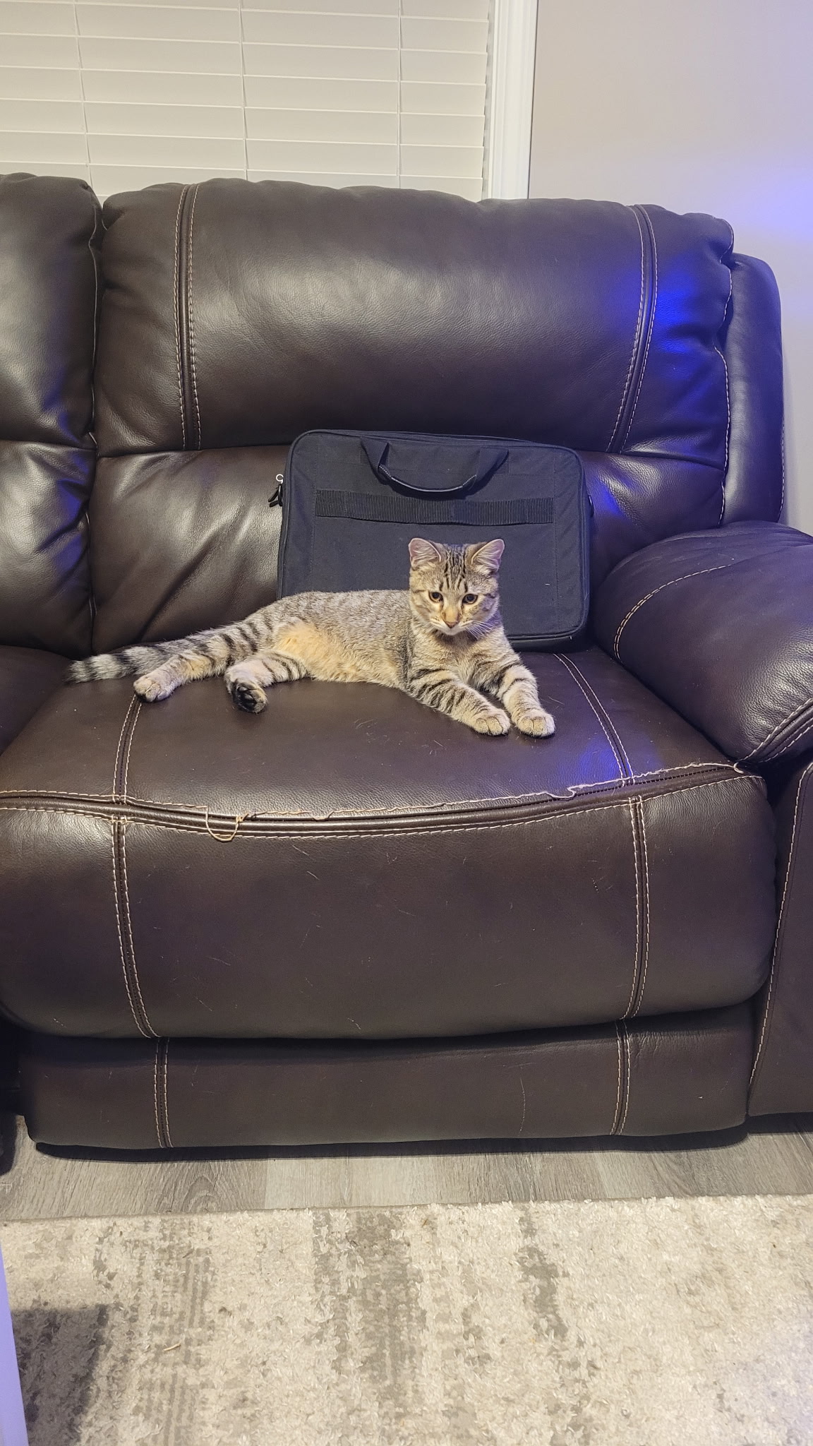 Simon, male tabby kitten — photo 3