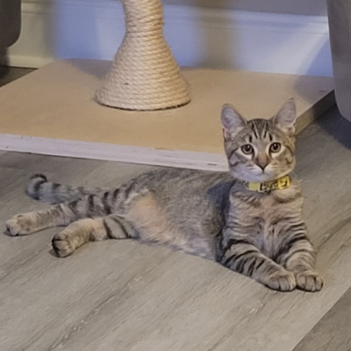 Simon