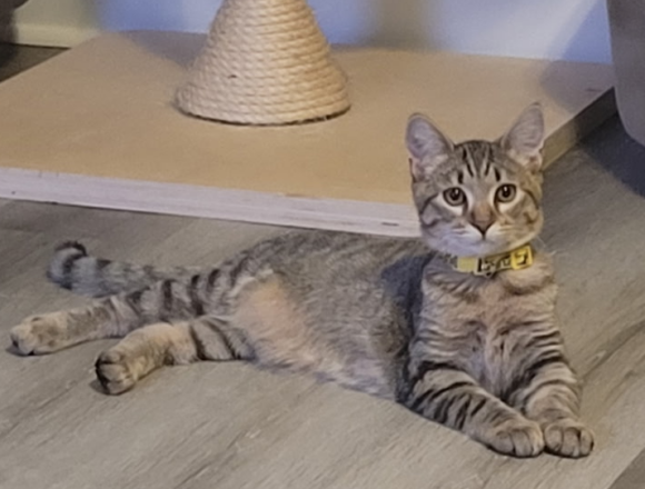 Simon