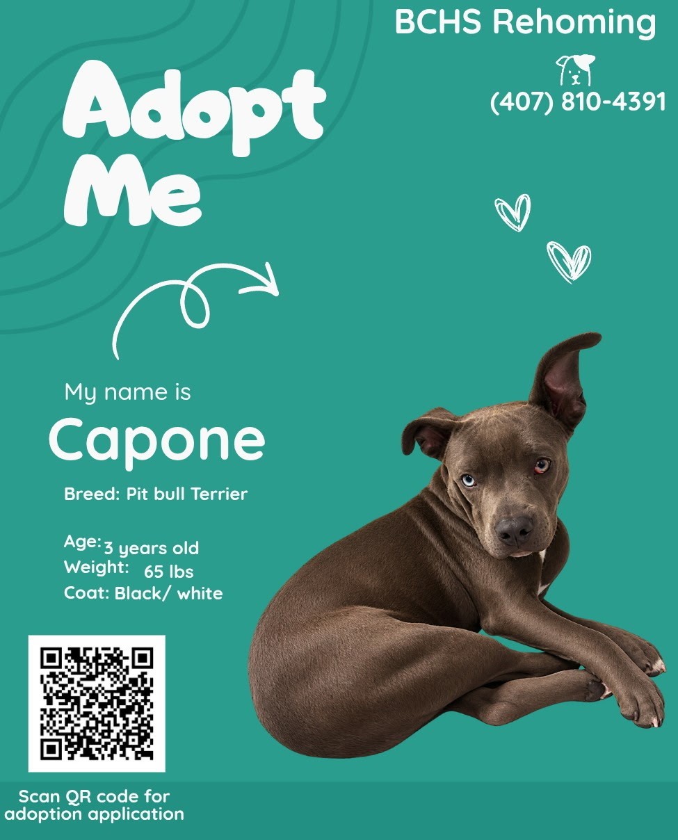 Capone — photo 2
