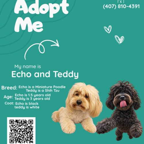 Echo and Teddy