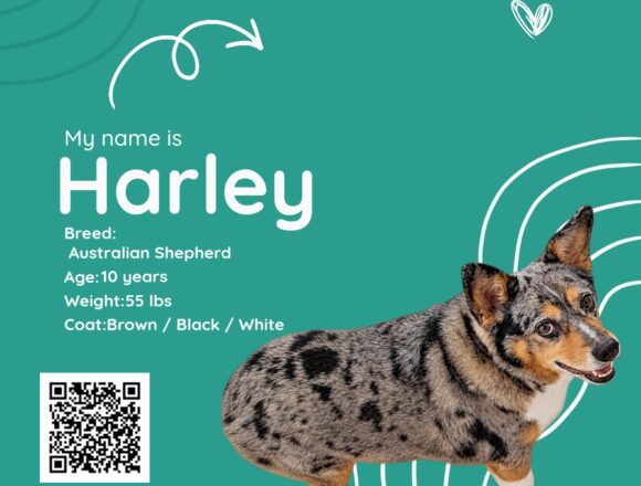 Harley
