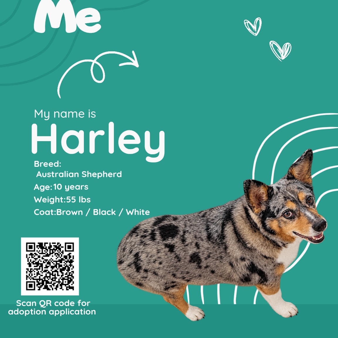 bchs-main-1791388682988 Harley