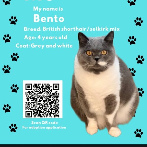 Bento