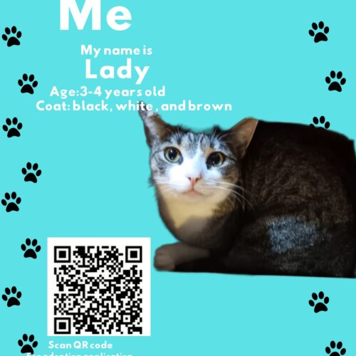 Lady