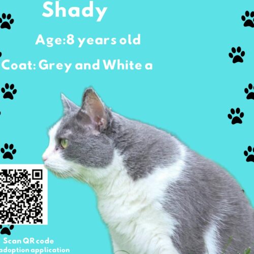 Shady