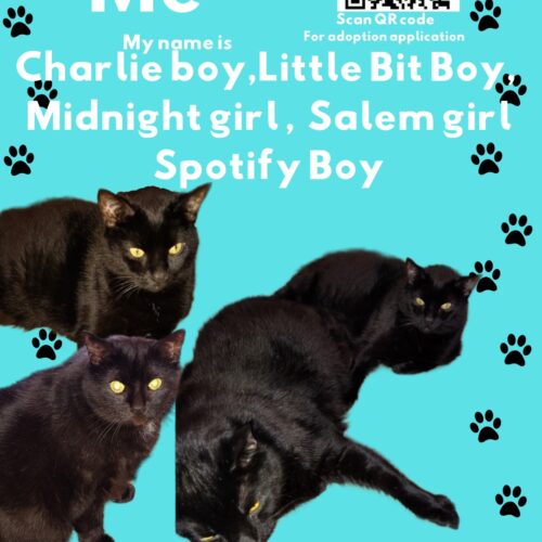 Charlie boy, Little Bit Boy, Midnight girl, Salem girl, Spotify boy