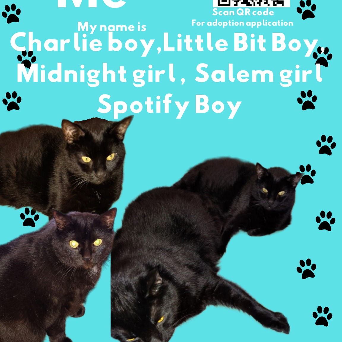 Charlie boy, Little Bit Boy, Midnight girl, Salem girl, Spotify boy