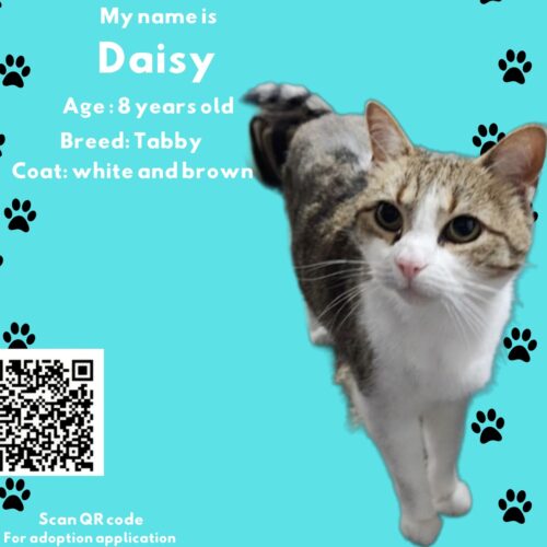 Daisy
