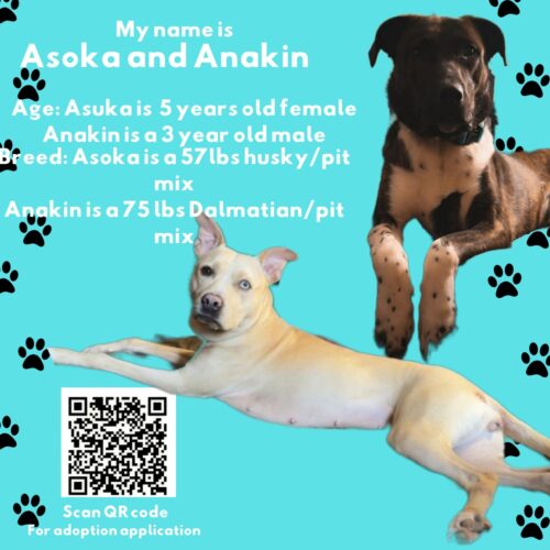 Asoka and Anakin