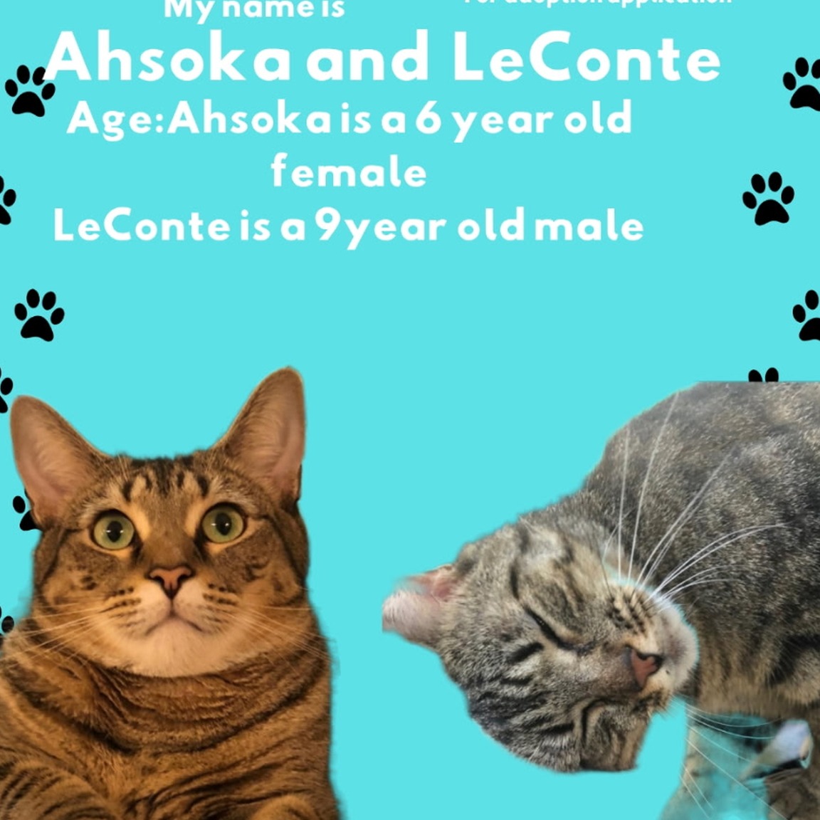 bchs-main-1791400277920 Ahsoka and LeConte