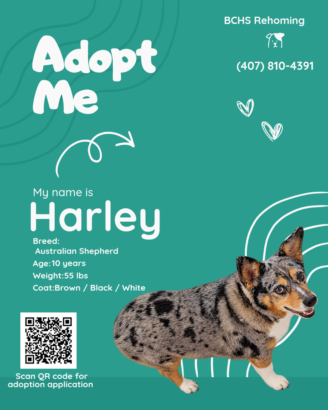 Harley — photo 1